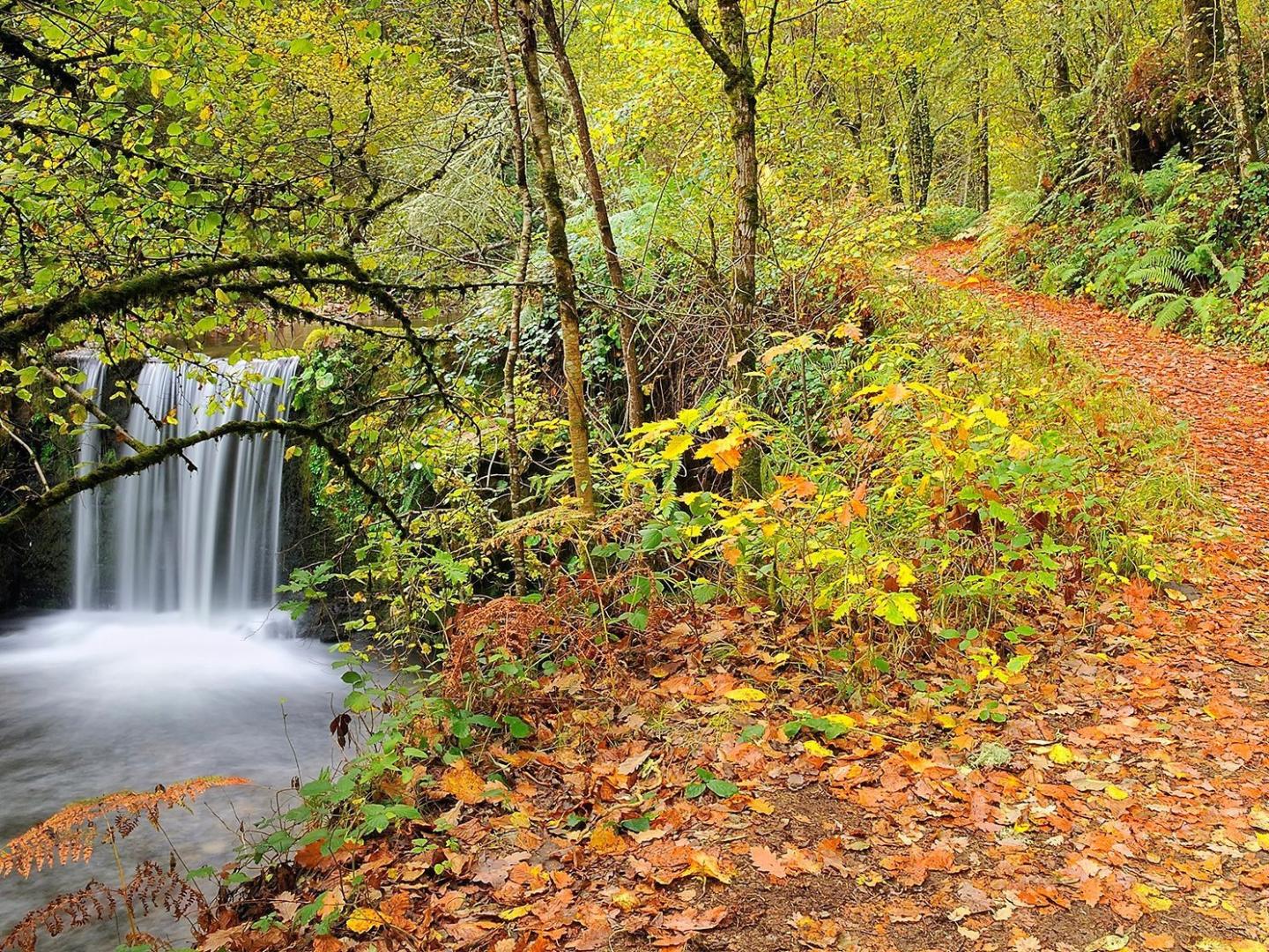 Bosque de Muniellos